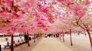 Отдых в Японии: Групповой тур «Цветение сакуры» 10 дней Стоимость 2 350 USD