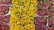 Цветочный карнавал в Амстердаме